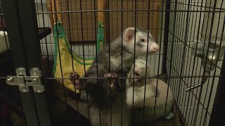 Humane Society overflowing with animals