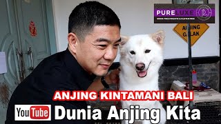 Kintamani si Anjing pulau Dewata Bali !