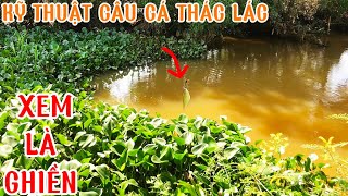 Câu CÁ THÁC LÁC Và CÁ TRÊ VÀNG Đồng / xã Long Thuận huyện Thủ Thừa tỉnh Long An@Caucalongan62