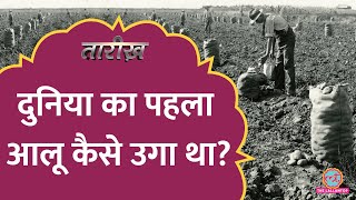 लोग आलू खाने से मर जाते थे? धतूरे से नाम कैसे जुड़ा? History of Potato Explained।Aaloo।Tarikh