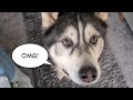 Lucky Husky gets Biggest Gift from his Fairy Dog-Mother!