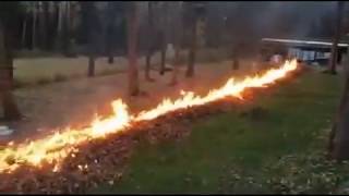 guy lights line of leaves on fire