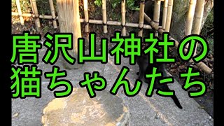 【唐沢山神社】【猫動画】唐沢山神社の猫ちゃんたち４　Cats in Karasawa-hill  act4