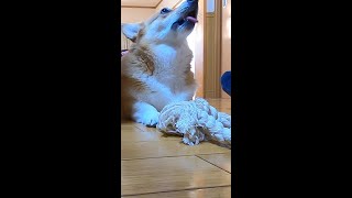 構って欲しいとアピールするコーギー / dog appealing to dad #shorts