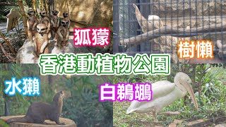 香港動植物公園 | 150周年 | 動植物公園 | 兵頭花園 | 水獺 | 黑冕鶴 | 白鵜鶘 | 環尾狐猴 | 樹懶 | 狐獴 | 白臀長尾猴 | 博士猴 | 活力仔 | 思文喵