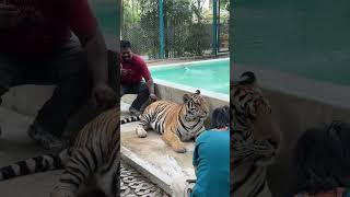 புலி வாலை புடிச்சாச்சு #thailand #tiger #thai #pattaya