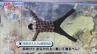 にじパレ どドDo！ 越前松島水族館