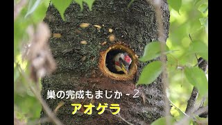 [4K60P]野鳥：アオゲラ 雄－巣の完成も間近－２／ＨＴ公園