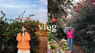 jeju vlog | 제주도 뚜벅이 여행 | 동백꽃 | 귤왕국 | 포톤존 추천 | 3박 4일 제주여행 2