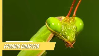 Mantis - maestras del engaño | Episodio Completo