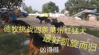 平背德牧半路遇见四条大体莱州红猛犬，一个打四个最后真给力