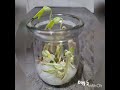 beansprout planting 种豆芽