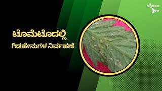 ಟೊಮೆಟೊದಲ್ಲಿ ಗಿಡಹೇನುಗಳ ನಿರ್ವಹಣೆ