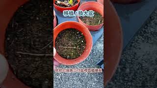 快樂鼠尾草轉大人｜發芽後的照顧｜Clary Sage