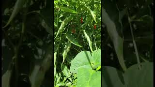 Hot chilli pepper 🌶️ #chili #peppers #wild #africa #farm #green #organic #zambia