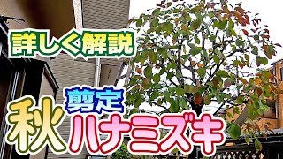 【植木】秋季・ハナミズキの剪定【やきち流】