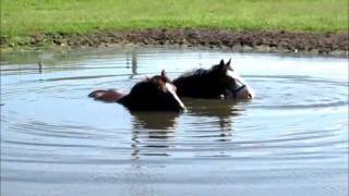 HORSES BLOWING BUBBLES IN THE WATER