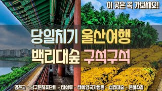 울산여행 이젠 색다르게 즐기세요! 백리대숲 구석구석  태화강국가정원 남구둔치꽃단지 태화루 명천교 은하수길 십리대숲