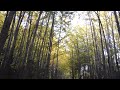 서울숲 공원 은행나무 길 단풍 seoul forest park ginkgo road