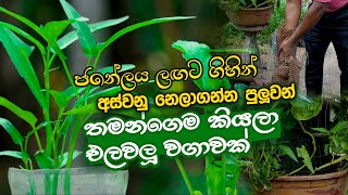 ජනේලය ලඟට ගිහින් අස්වනු නෙලාගන්න පුලුවන් තමන්ගෙම කියලා එලවලු වගාවක් | Asirimath gewaththa 2022.12.03