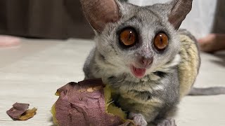 Bushbaby 大好物の焼き芋食べるよ🍠