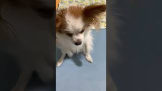 お尻が痒くてダンスしちゃう犬 #shorts