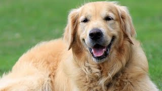 Top 50 curiozitati despre GOLDEN RETRIEVER