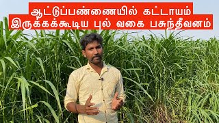 வெள்ளாடு மற்றும் செம்மறி வளர்ப்பில் Cumbu Napier Hybrid | Super Napier grass அவசியமா? CO (CN) 4