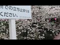 目黒川の桜並木　2023 03 24