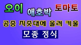 [텃밭농부. 1,030]  오이. 애호박. 토마토 모종 정식 이렇게 했습니다. #오이재배 #토마토재배 #애호박재배