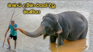 මැණිකා හොරෙන්ම මාමාට දීපු kiss එක😘 | Pinnawala elephant | menika