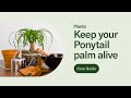 Ponytail Palm: Care Guide