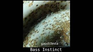 gaudi:testa1105 - Bass Instinct