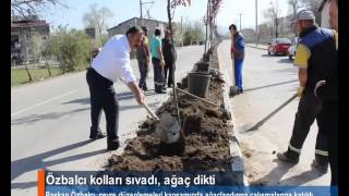 Özbalcı kolları  sıvadı, ağaç dikti