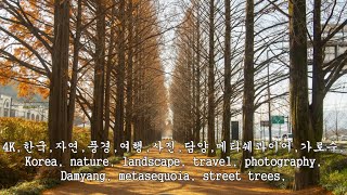 담양,메타쉐콰이어,가로수,Damyang, metasequoia, street trees,