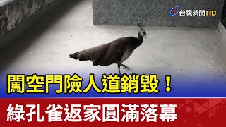 闖空門險人道銷毀！ 綠孔雀返家圓滿落幕