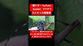 【ASMR】ゴマダラカミキリの摩擦音 #sdgs #咀嚼音 #交尾の音 #asmr #昆虫 #映像芸術 #音芸術 #カミキリムシ