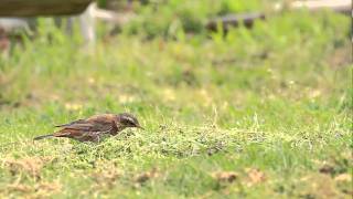 ♪鳥くん野鳥動画（石川県舳倉島）シジョウツグミNaumann's Thrush×Dusky Thrush\