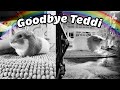 MY LAST MOMENTS WITH TEDDI 😔 LOSING MY FIRST GUINEA PIG