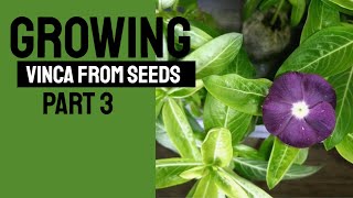 Growing Vinca or Periwinkle from Seeds Part 3