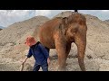 watch reaction of elephants when their favorite person disappears from the sand hill elephantnews