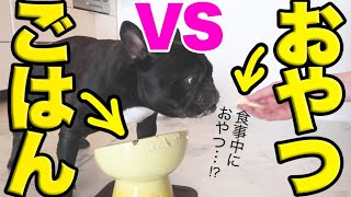 【ご飯 VS おやつ】食事中の食いしん坊犬におやつを見せた反応www