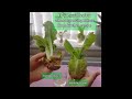 Tips on regrowing a successful lettuce | What your doing wrong!