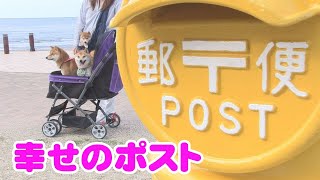 黄色い幸せのポストを触ったら、柴犬３兄弟に幸せが♥