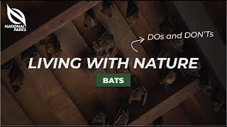 NParks Wildlife Advisory Video - Bats