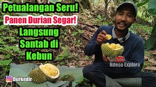 MANTAP! Nikmatnya Durian Lokal Masak Pohon Langsung dari Kebun