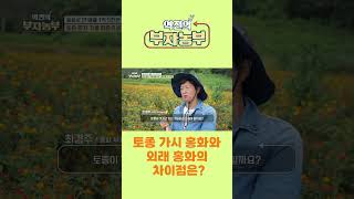 [역전의부자농부 260회] 토종 가시 홍화와 외래 홍화의 차이점은? #역전의부자농부 #홍화 #홍화씨 #토종가시홍화