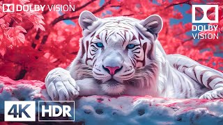 Mind Blowing 4K HDR 120FPS Dolby Vision (4k Video) ULTRA HD