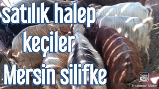 SATILIK HALEP KEÇİLER!