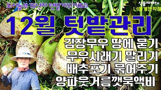 12월 텃밭관리//김장무우 땅에 묻고/김장배추 묶어주고/양파 웃거름 주고//대파 배추 자색배추 갓 몽땅 도둑맞아 버리고🤣//